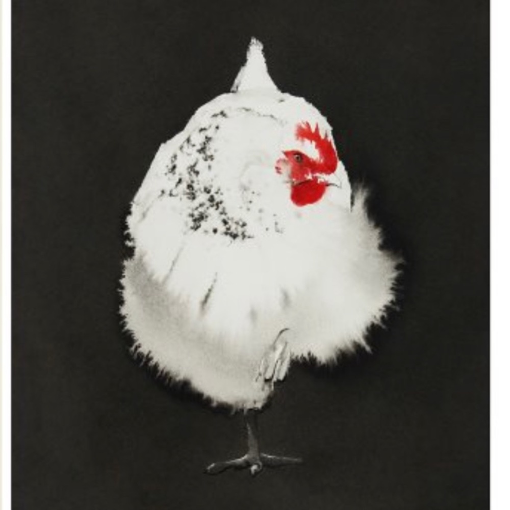 Chicken poster print 16 x 20